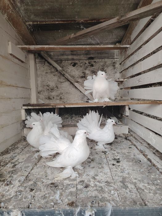 Porumbei voltati indieni