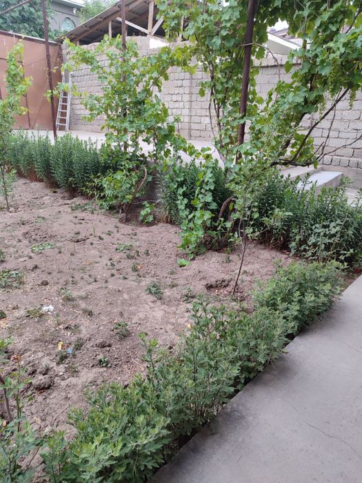 Ховли срочно сотилади