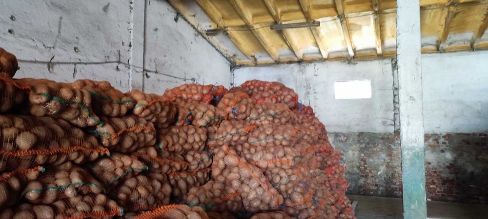 Cartofi alb, recent sortati