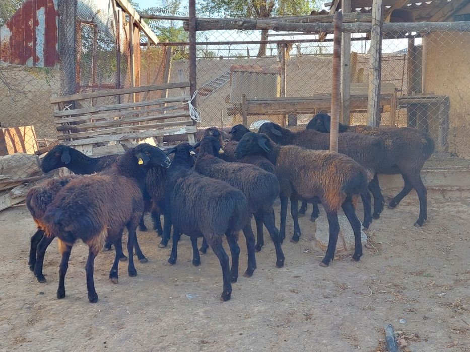Семіз жем жеп тұрған бойдақ қойлар сатылады. Сойып береміз.
