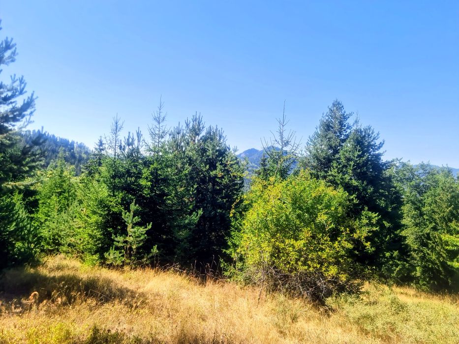 Продава се Земеделски имот в с. Чокманово, Област Смолян -  кв.м за 1450 €/дка - Снимка #2