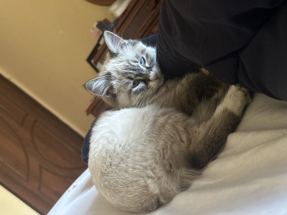 Mushuk yoʻqolgon urganchda topganla gorganla bosa yardamlawbarsa priz