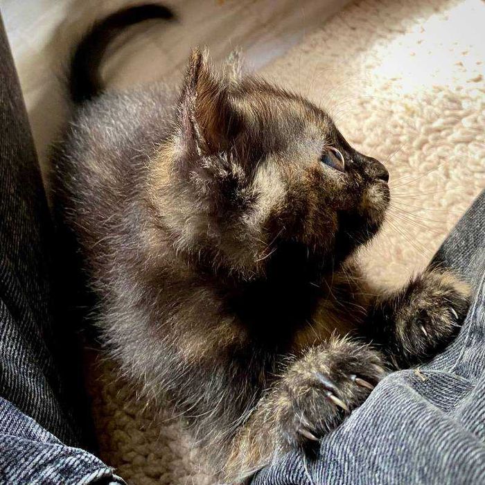 Подарявам пухкаво домашно коте Izzy