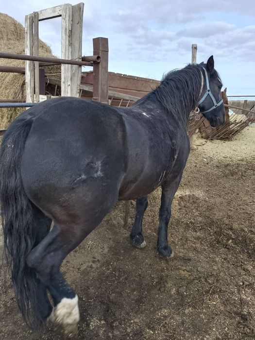 Продам мерина 5 лет