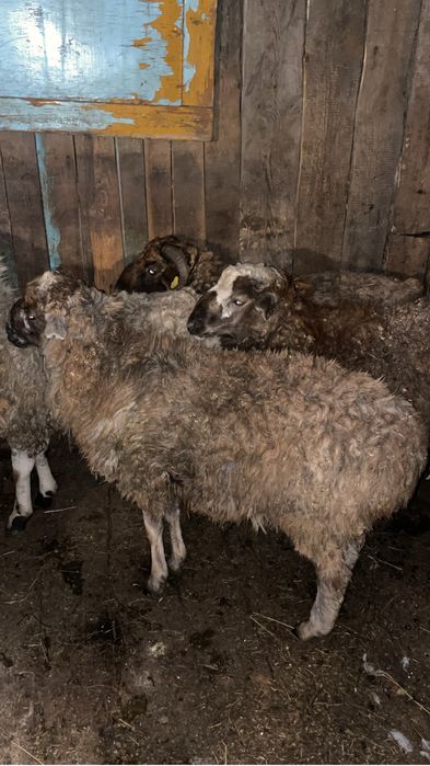 Продам или обменяю