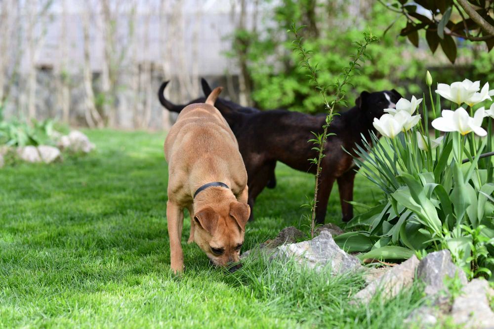 Cățelușă spre adopție