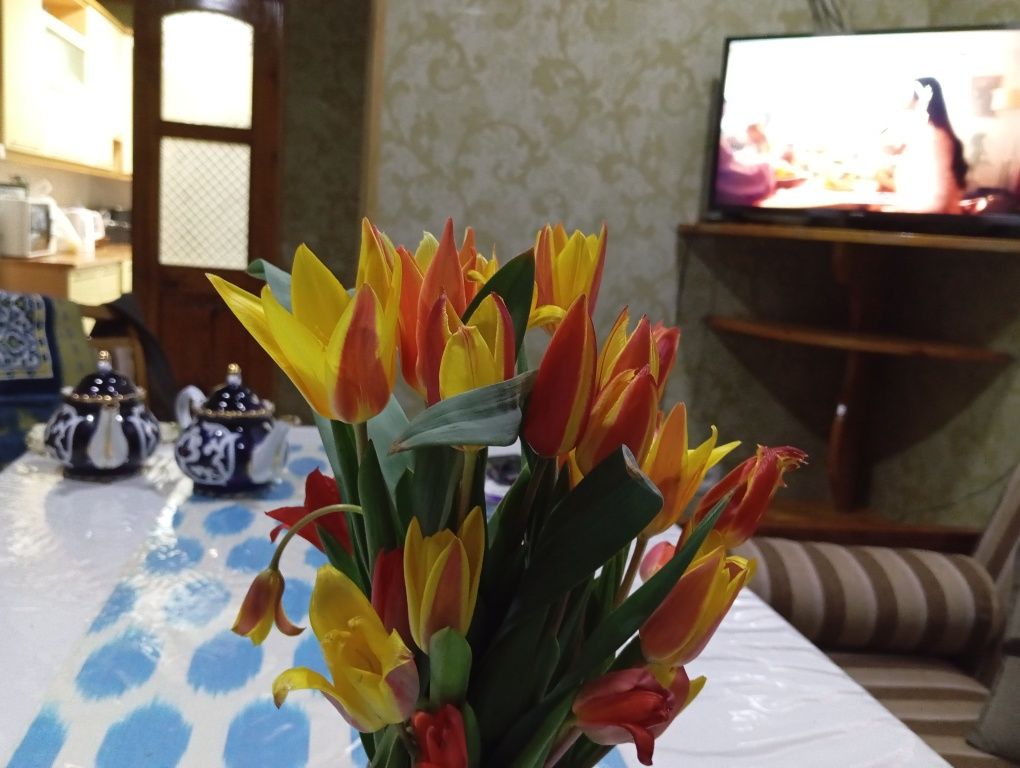 Hostel, Kunlik kvartira,