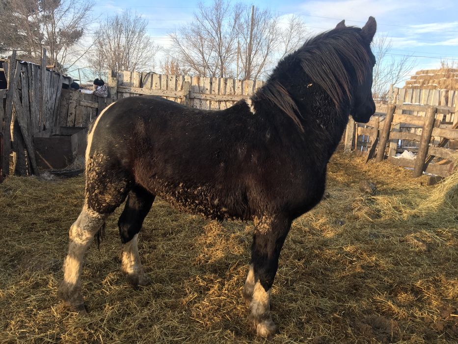 Продам жеребца тяжеловоза