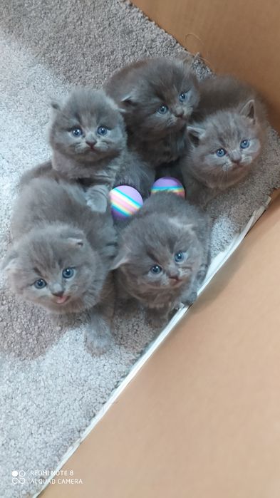 Чистокровные Шотландские Вислоухие котята Фолд