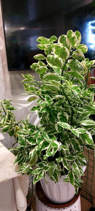 Продам цветы комнатные