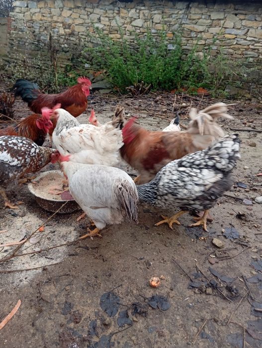 Кокошки:10лв. Броя.