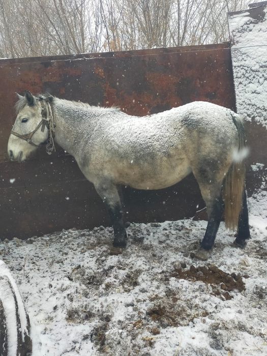 Ат жабығы сатылады