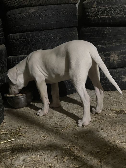 Mascul dog argentinian