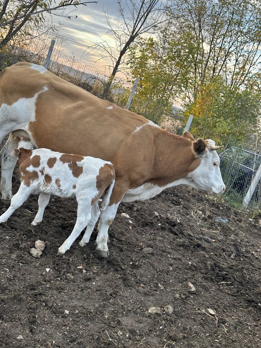 Vaca baltata romaneasca cu vitel