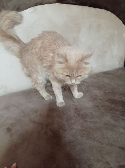 Хороший умный кот в хорошие руки