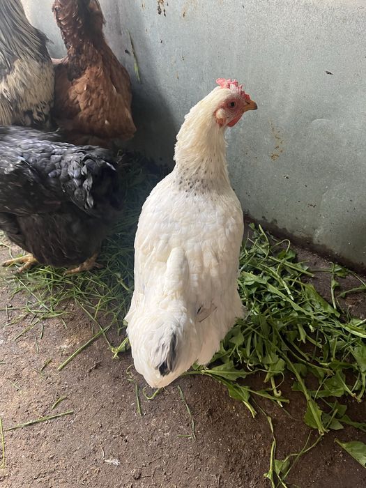 Găini de țară din 2024