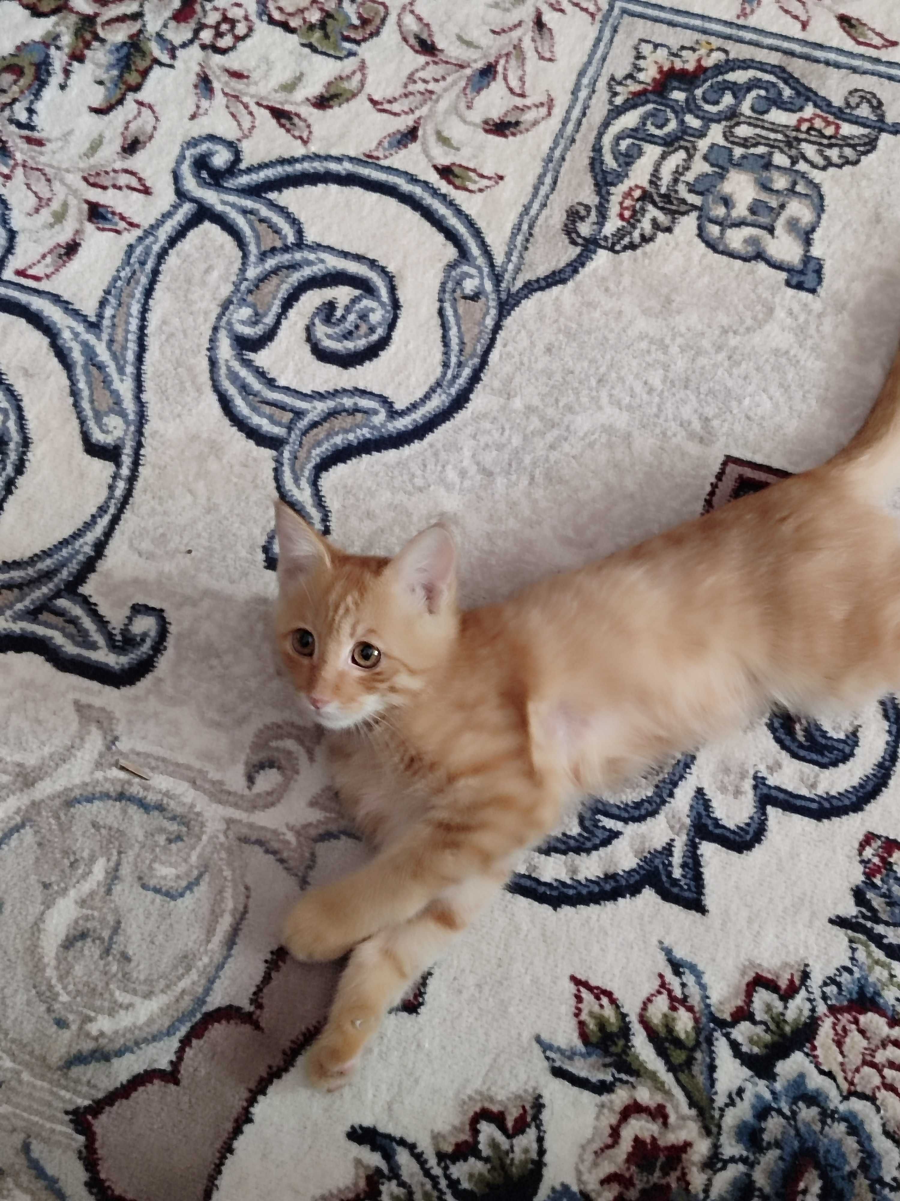 Котята,  доброму сердцу и в теплый дом.