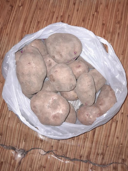 Картошка домашняя