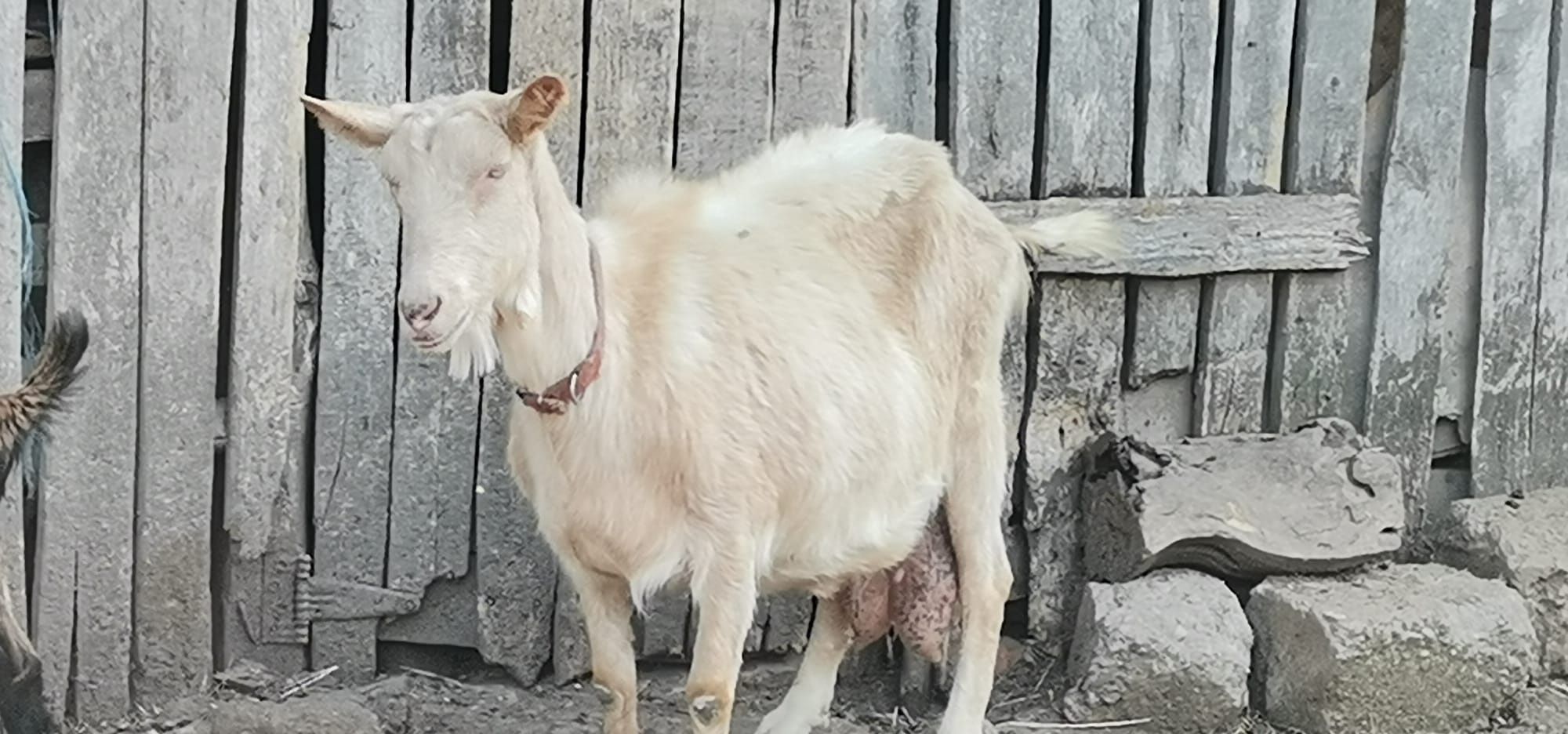 Vând capre și iezi