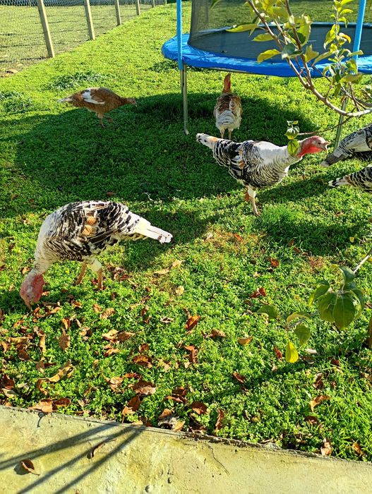 Предлагам пуяци.