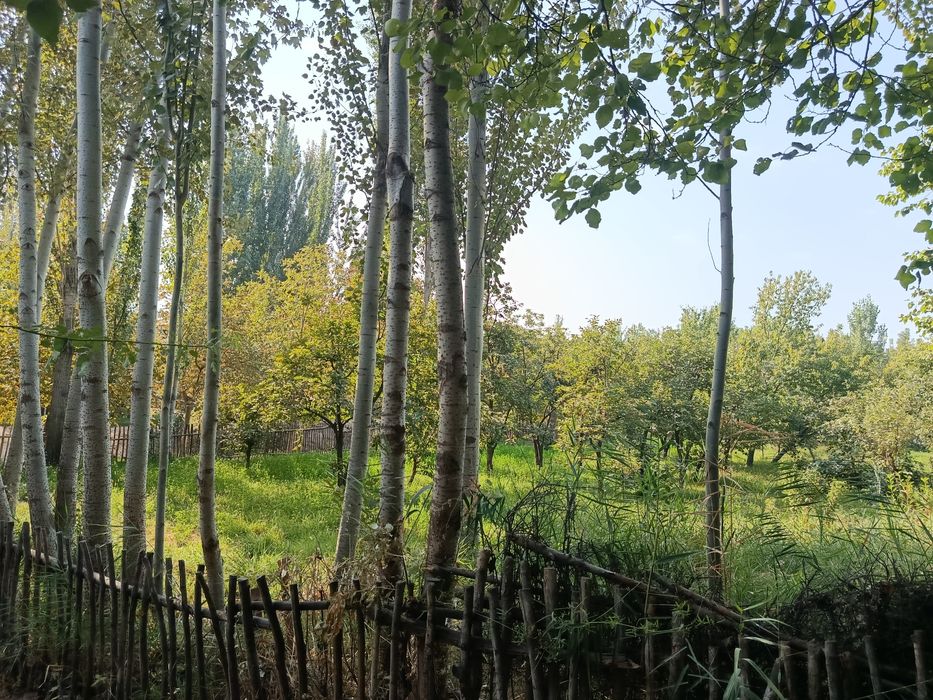 Бог мевали дарахти