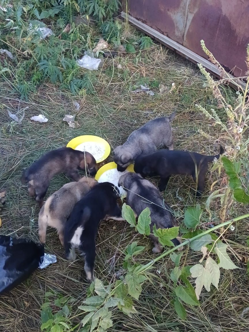 Отдам щенят в добрые руки