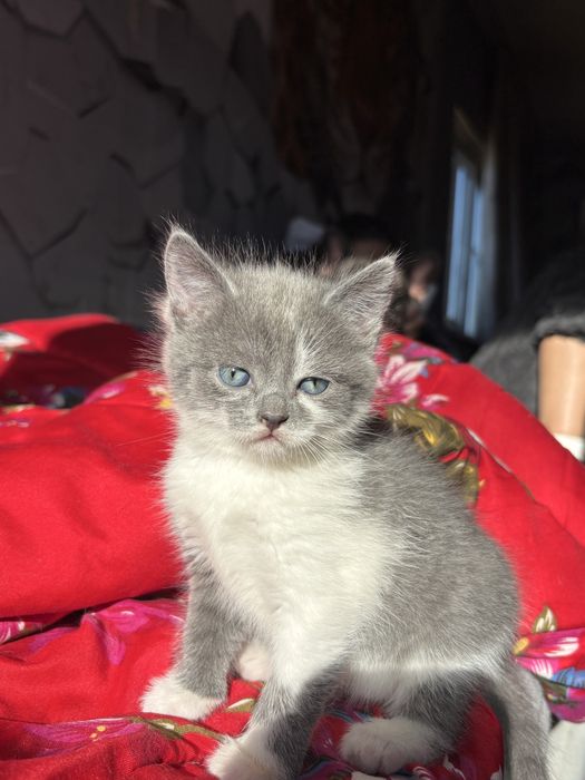 Отдам котенка девочку