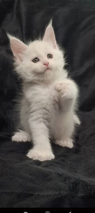 Котята  мейн- куны