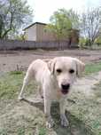 Labrador retriver