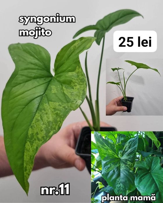 Plante interior, inradacinate Monstera, Pilea, Philodendron & altele