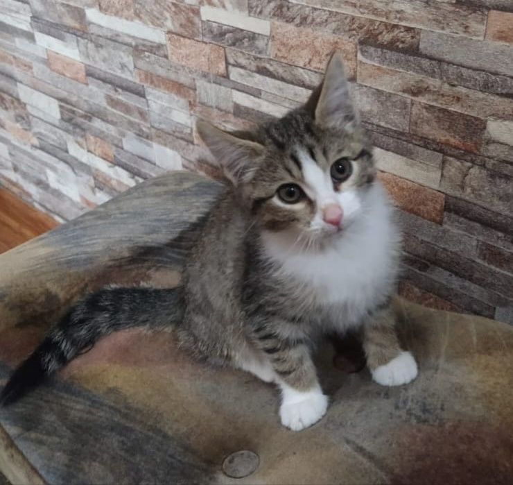 Котенок ищет дом