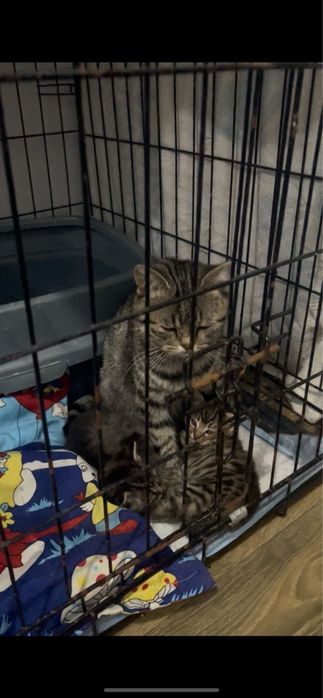 Отдам породистых котят и кошечку (стерильна )