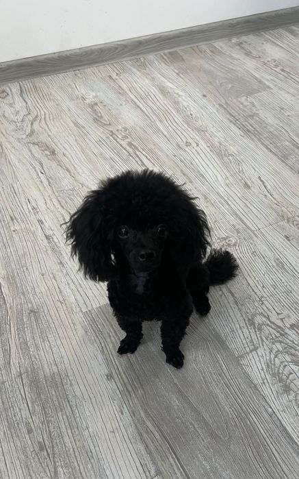 Пудел Той  - Poodle Toy