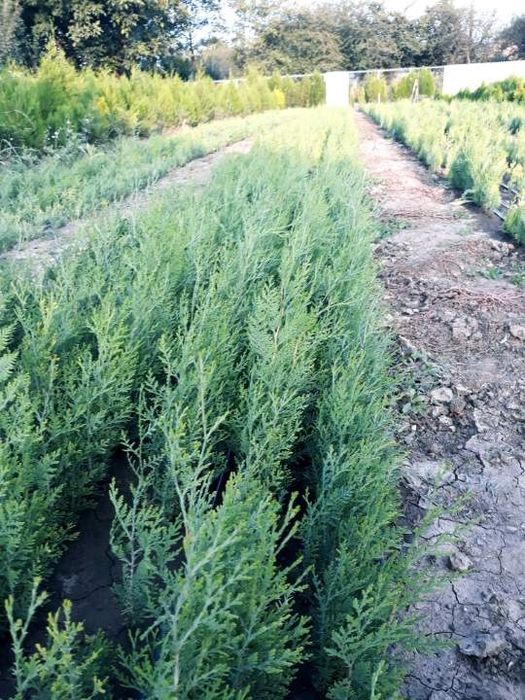 Tuia orientalis biota