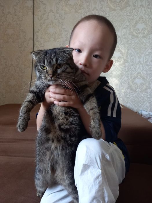 Отдам в добрые руки породистую кошку
