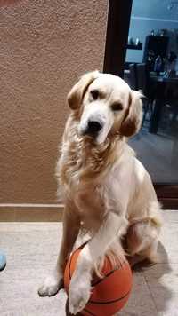 Urgent! Donez Golden retriever