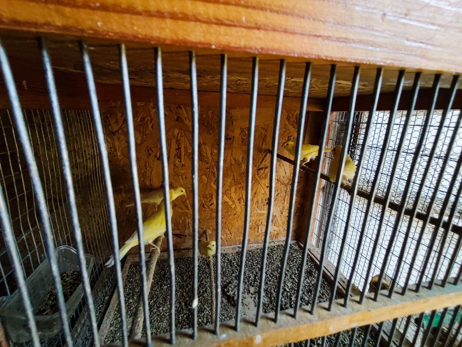 Продавам млади канари