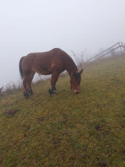 Vând iapă la 16 ani
