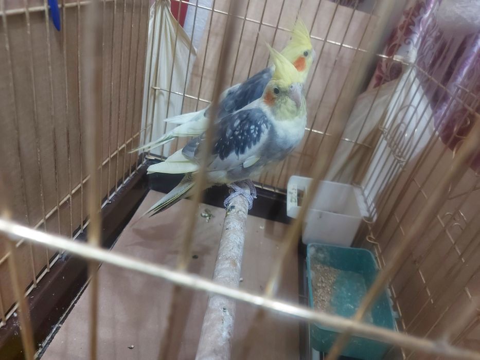 Карелла пара без клетки