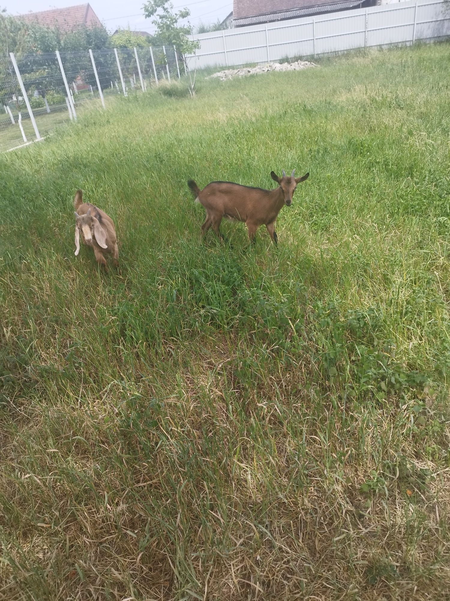 Capre de rasă alpină și anglonubiană.iană.