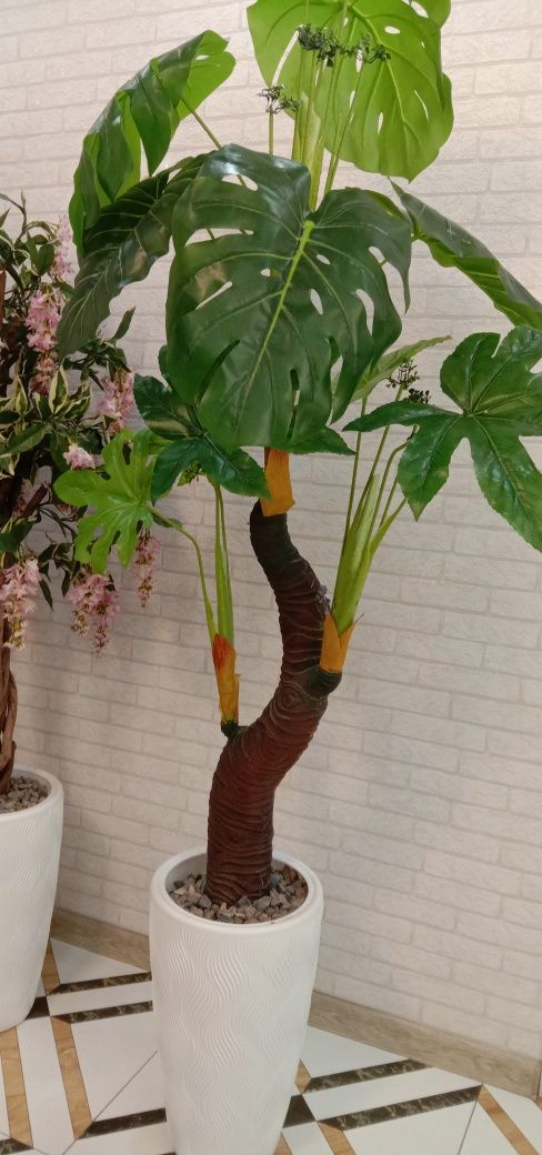 Продам декоративное дерево глициния