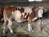 Vând Vaca bălțată românească
