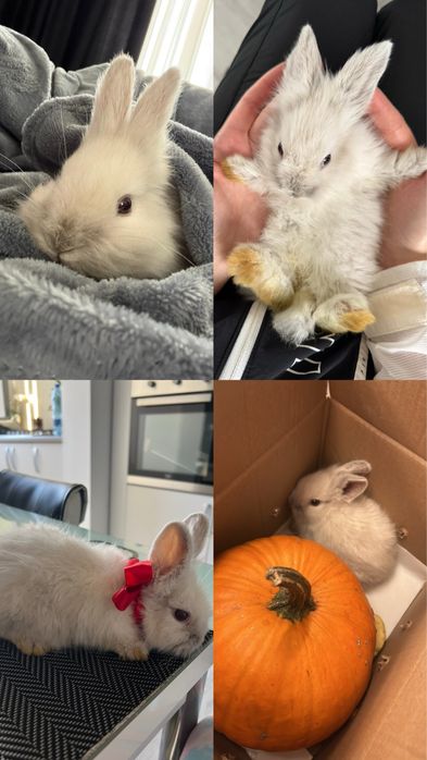 Iepure Angora pitic