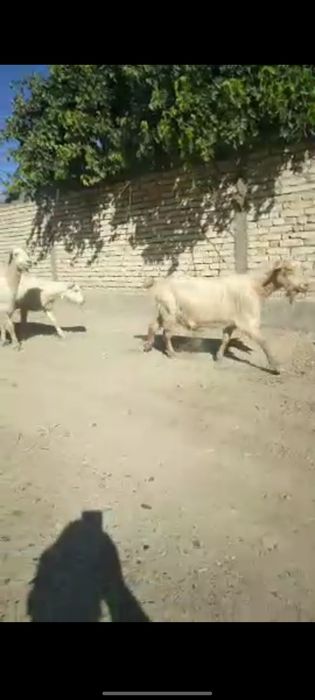 Echklilar sotiladi