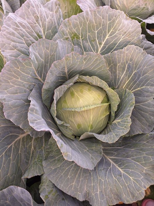 Vând varza de calitate