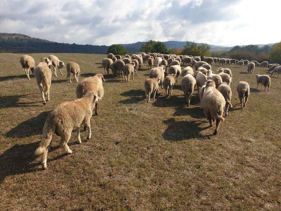 Продавам овце цигай