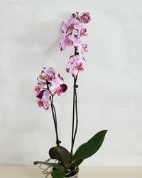 Орхидея. Комнатные растения