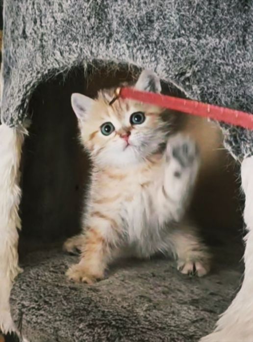 Шотландский котенок Скоттиш страйт