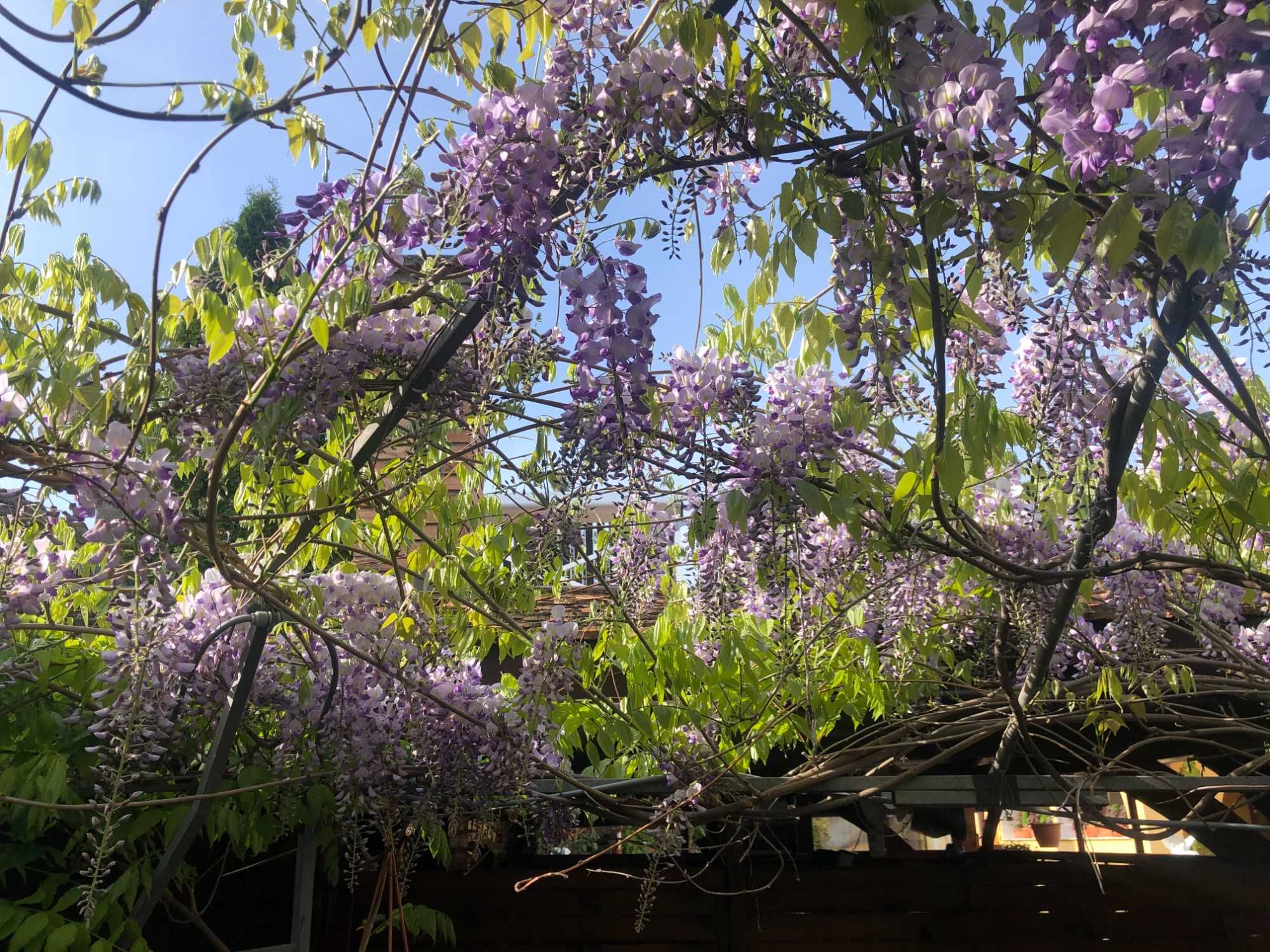 Seminte Glicină cu flori mov (Wisteria sinensis)