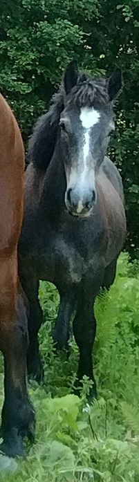 Mânz de 1 an de vanzare